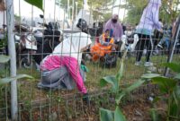 Ketua TP PKK Makassar Melinda Aksa turut mencabut rumput liar saat aksi Jumat Bersih di kawasan Pantai Losari, Jumat (18/7/2025).