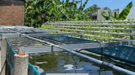 Foto: salah satu lokasi Urban farming di Kelurahan Tanjung Merdeka, Kecamatan Tamalate