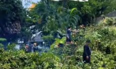 Waspada Pohon Tumbang di Makassar, Warga Diminta Hubungi DLH Lewat Nomor Pengaduan